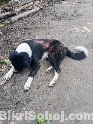 Dog